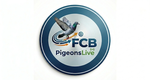 FCB PigeonsLive